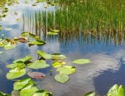 Wetlands Regulations 2025